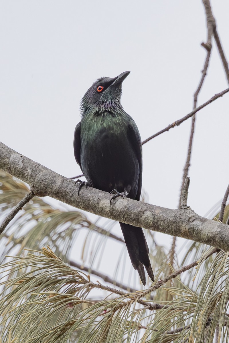 špaček lesklý - ML645093171