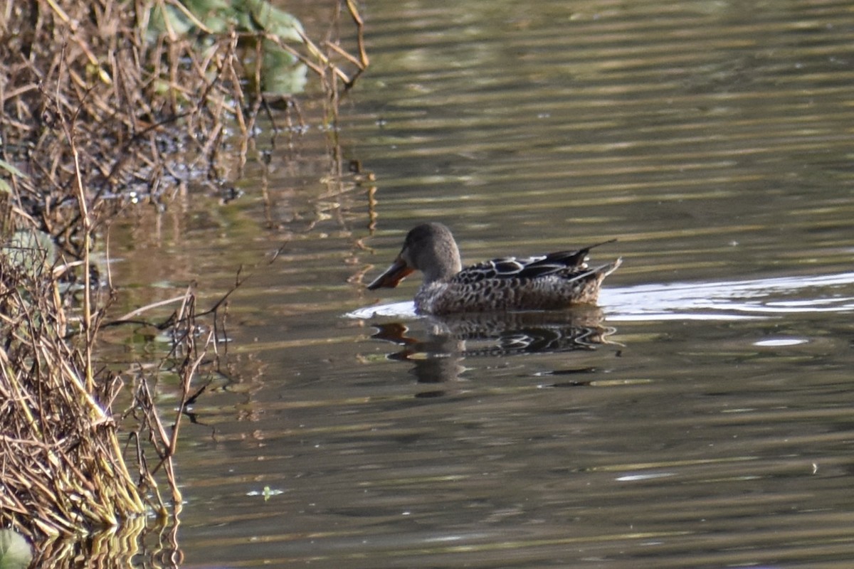 Mestolone - ML645093173