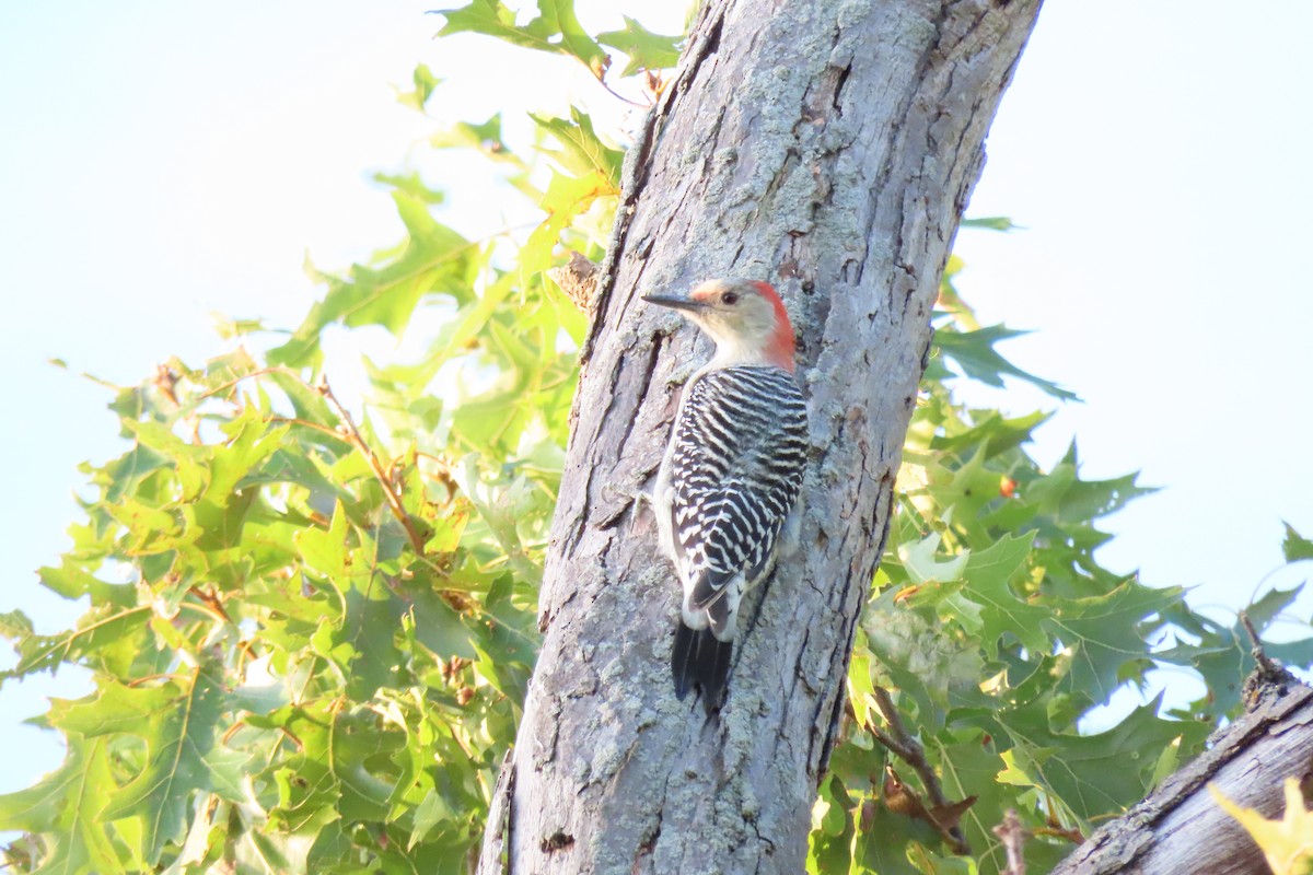 Red-bellied Woodpecker - ML645093180