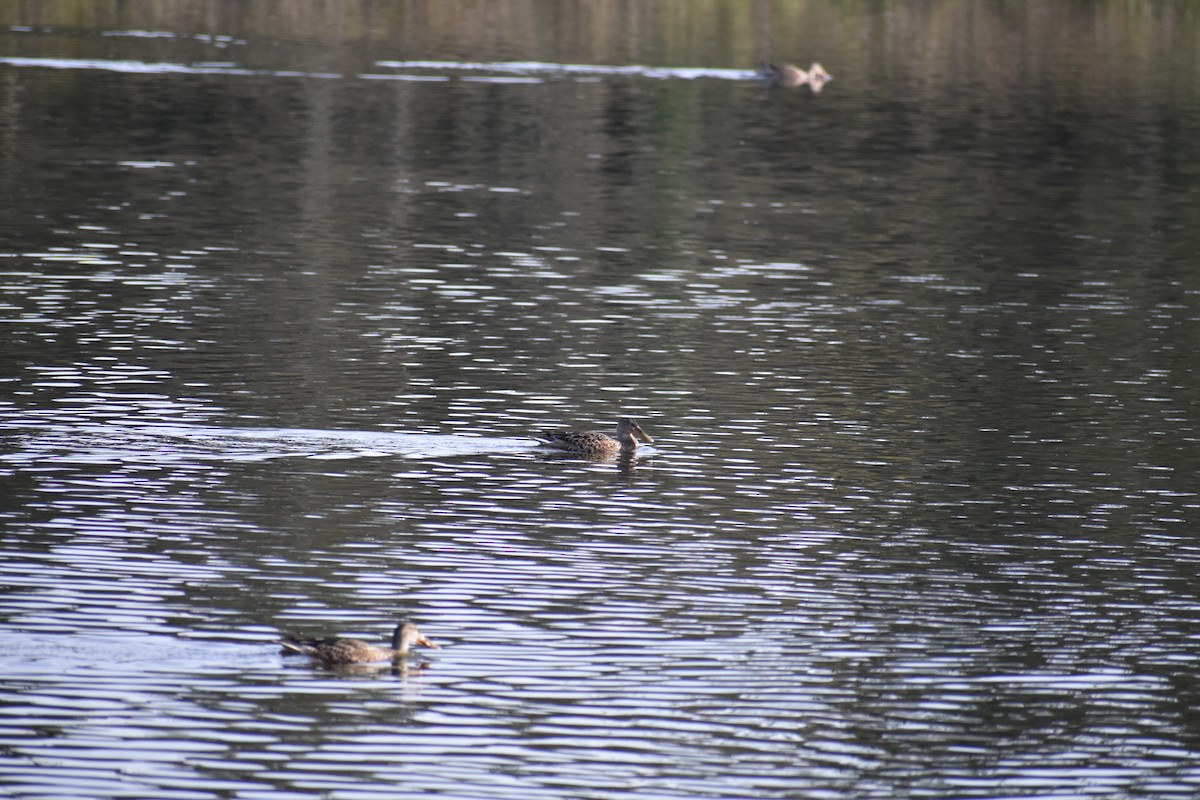 Mestolone - ML645093184