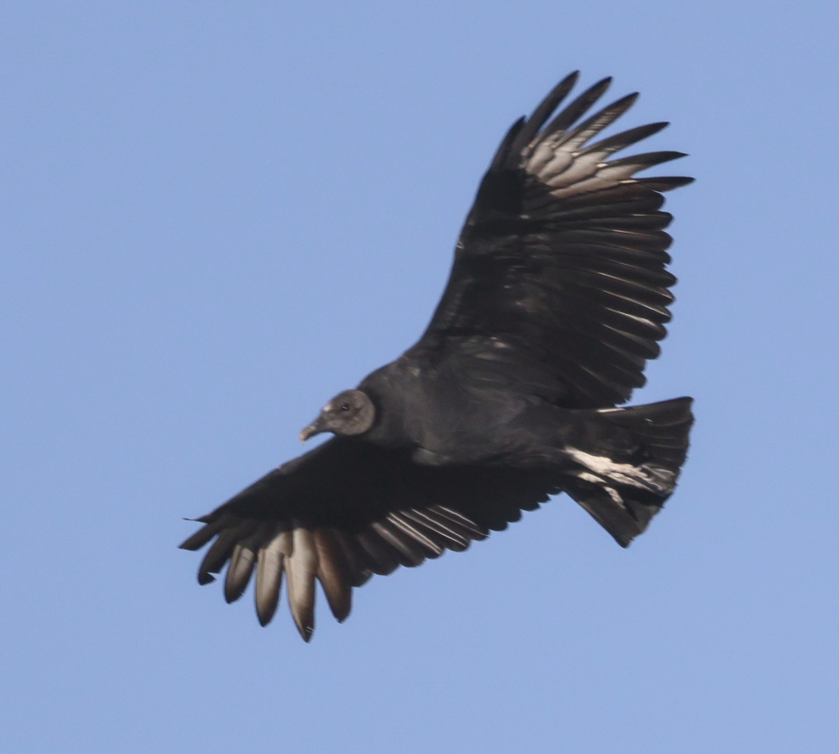 Black Vulture - ML645093188