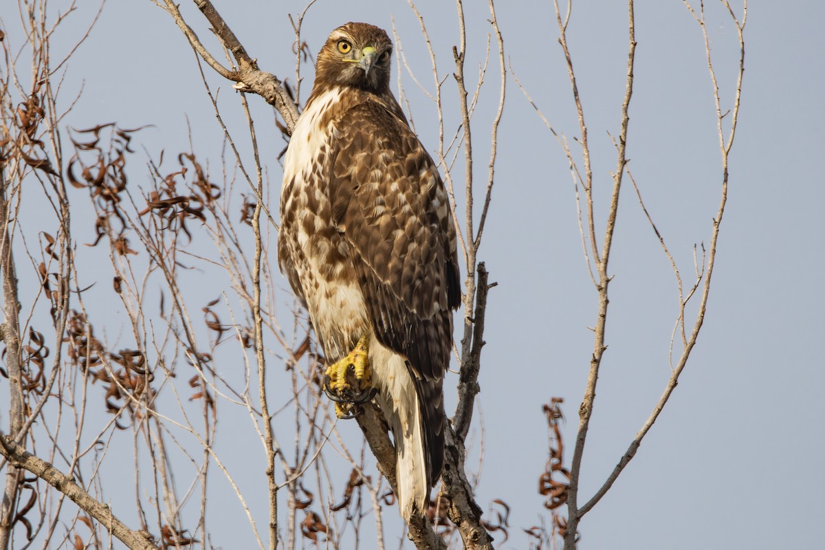 Red-tailed Hawk - ML645093190