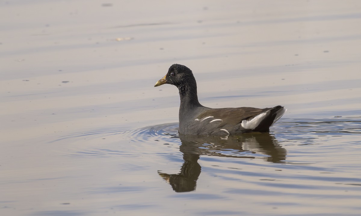 Amerika Sutavuğu - ML645093198