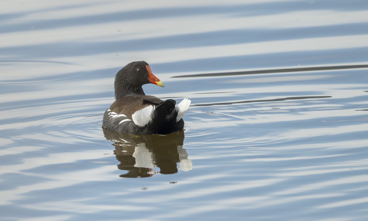 Amerika Sutavuğu - ML645093199