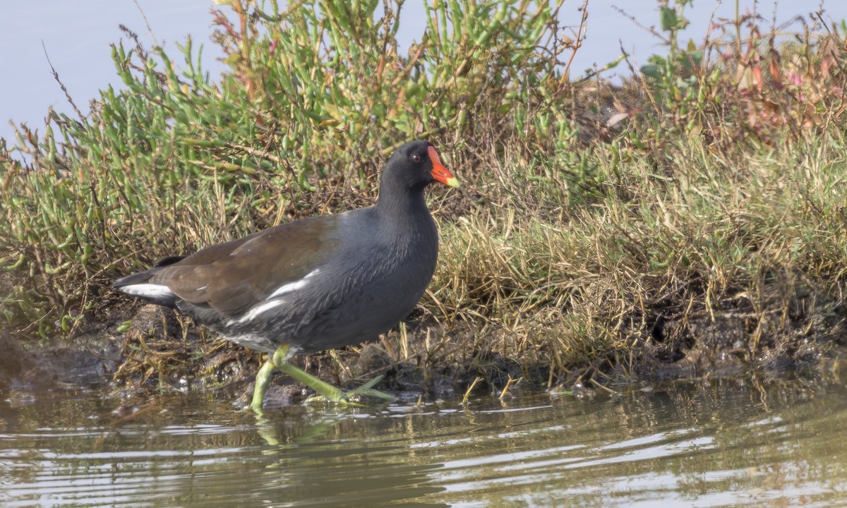 Amerika Sutavuğu - ML645093200