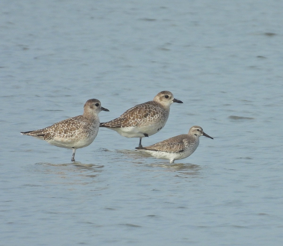 Red Knot - ML645093204