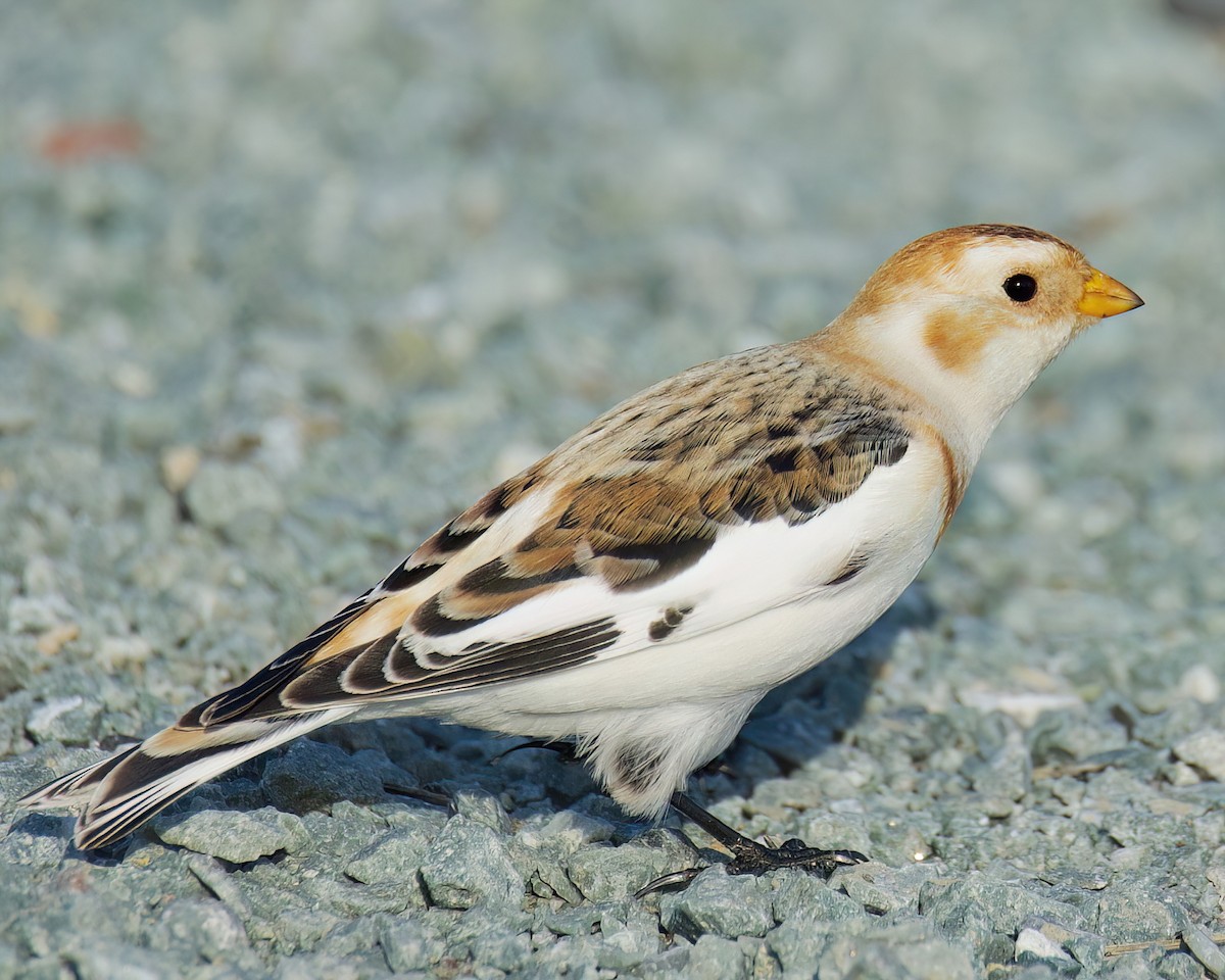 Snow Bunting - ML645093216