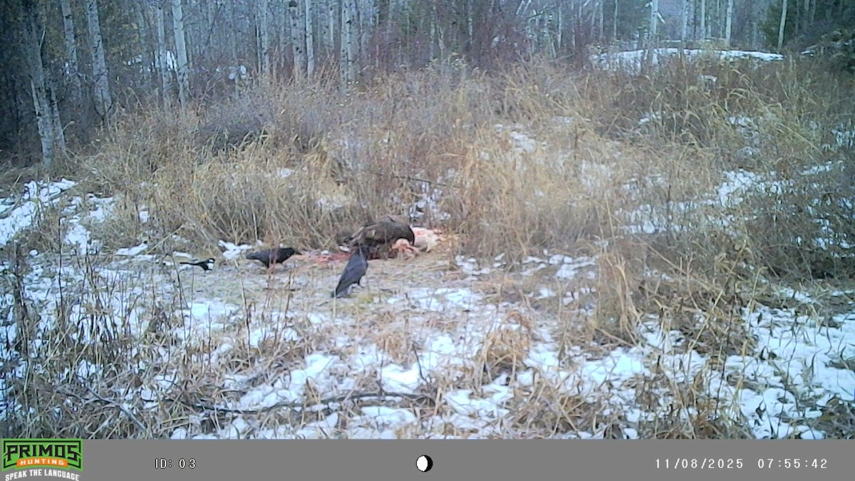 Black-billed Magpie - ML645093221