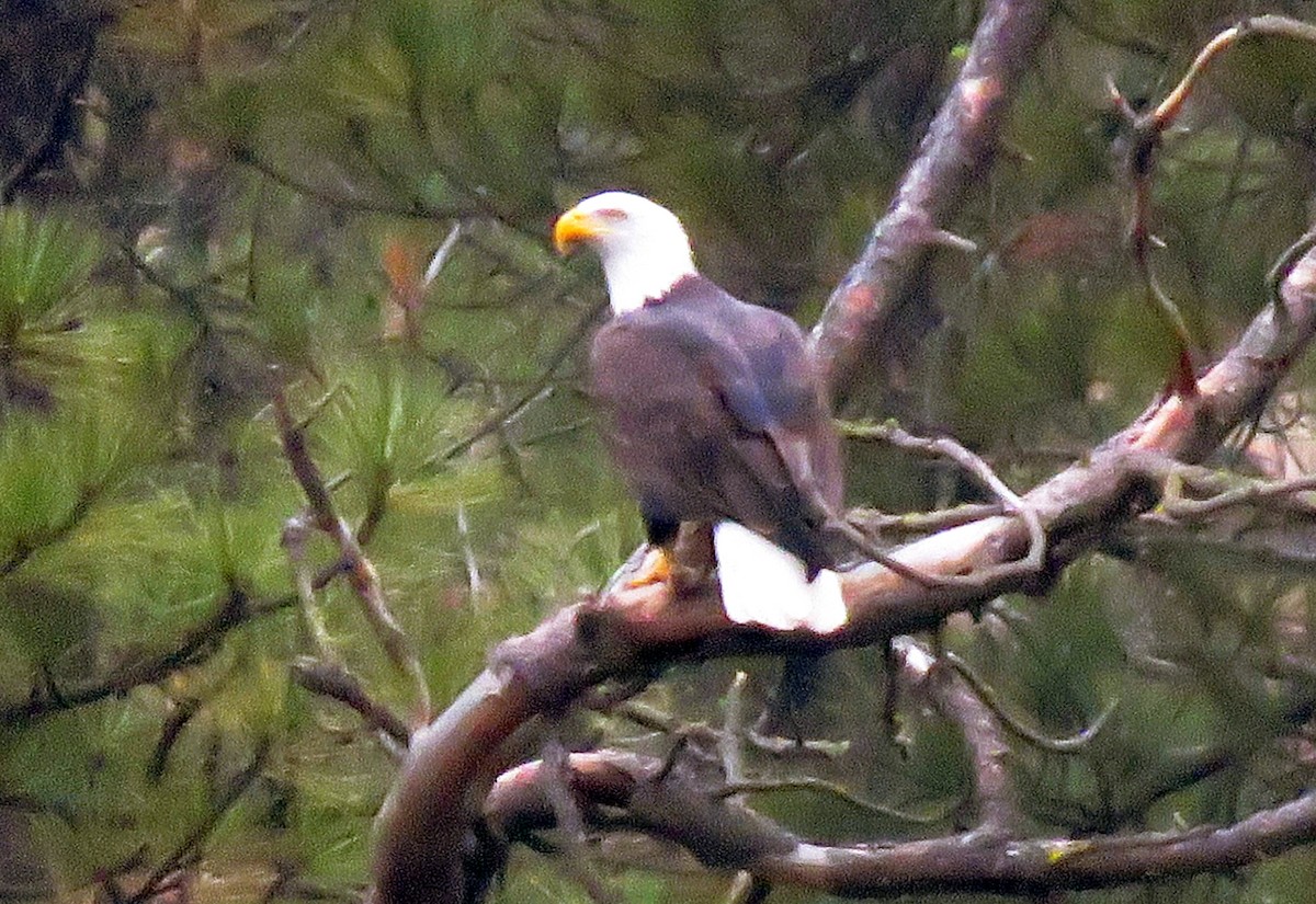 Bald Eagle - ML645093224