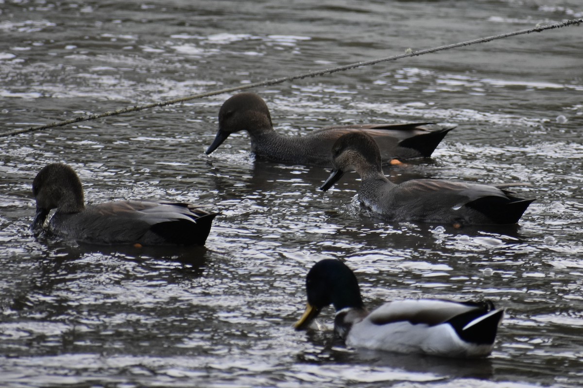 Canard chipeau - ML645093225