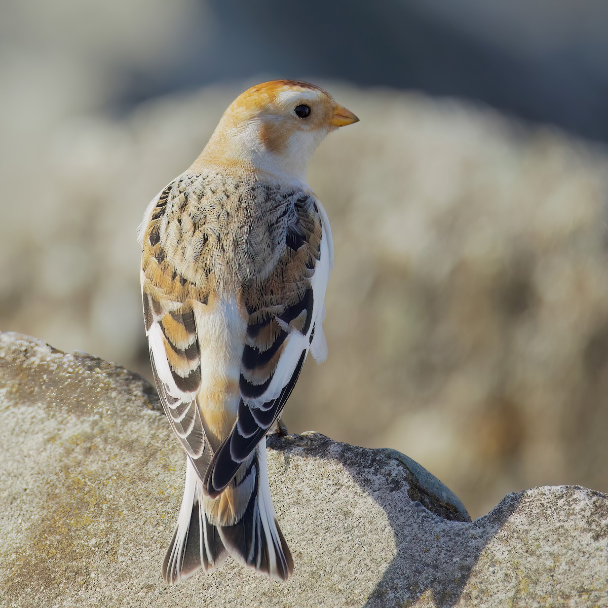 Snow Bunting - ML645093228