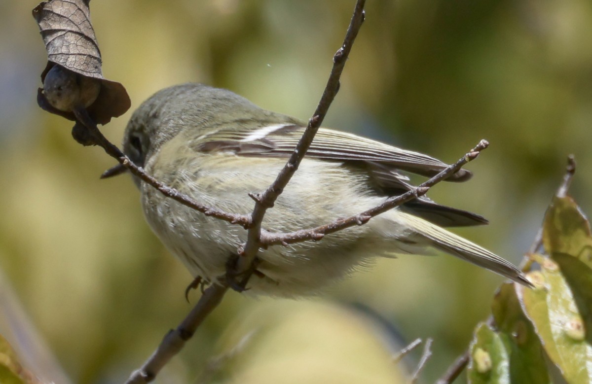 Gözlüklü Çalıkuşu - ML645093243