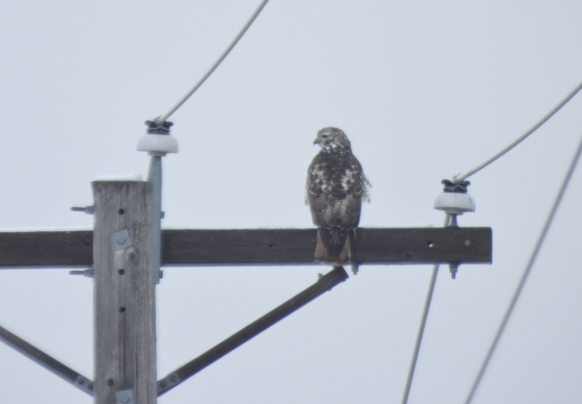 Red-tailed Hawk (Harlan's) - ML645093244