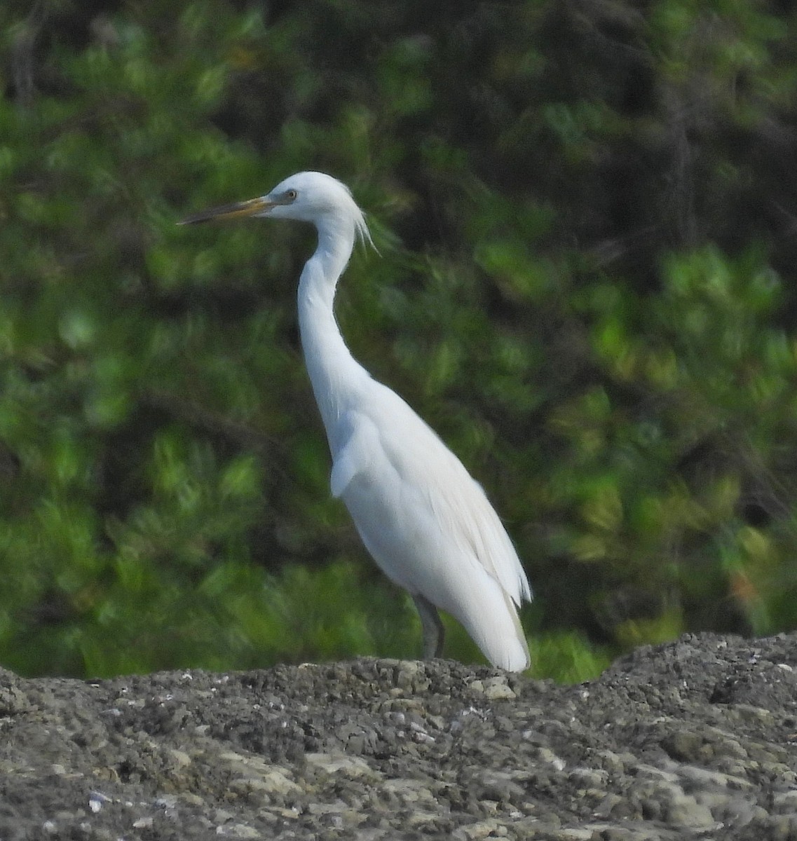 Swinhoe Ak Balıkçılı - ML645093246