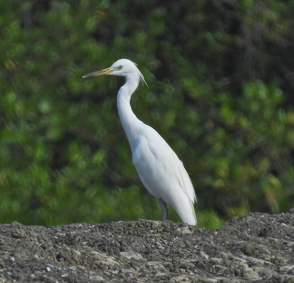 Swinhoe Ak Balıkçılı - ML645093247