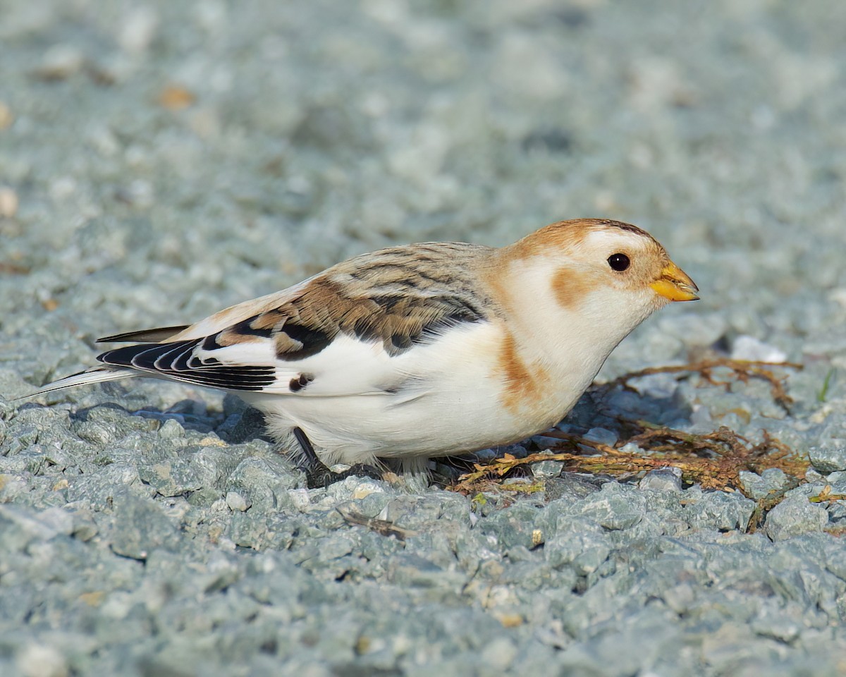 Snow Bunting - ML645093250