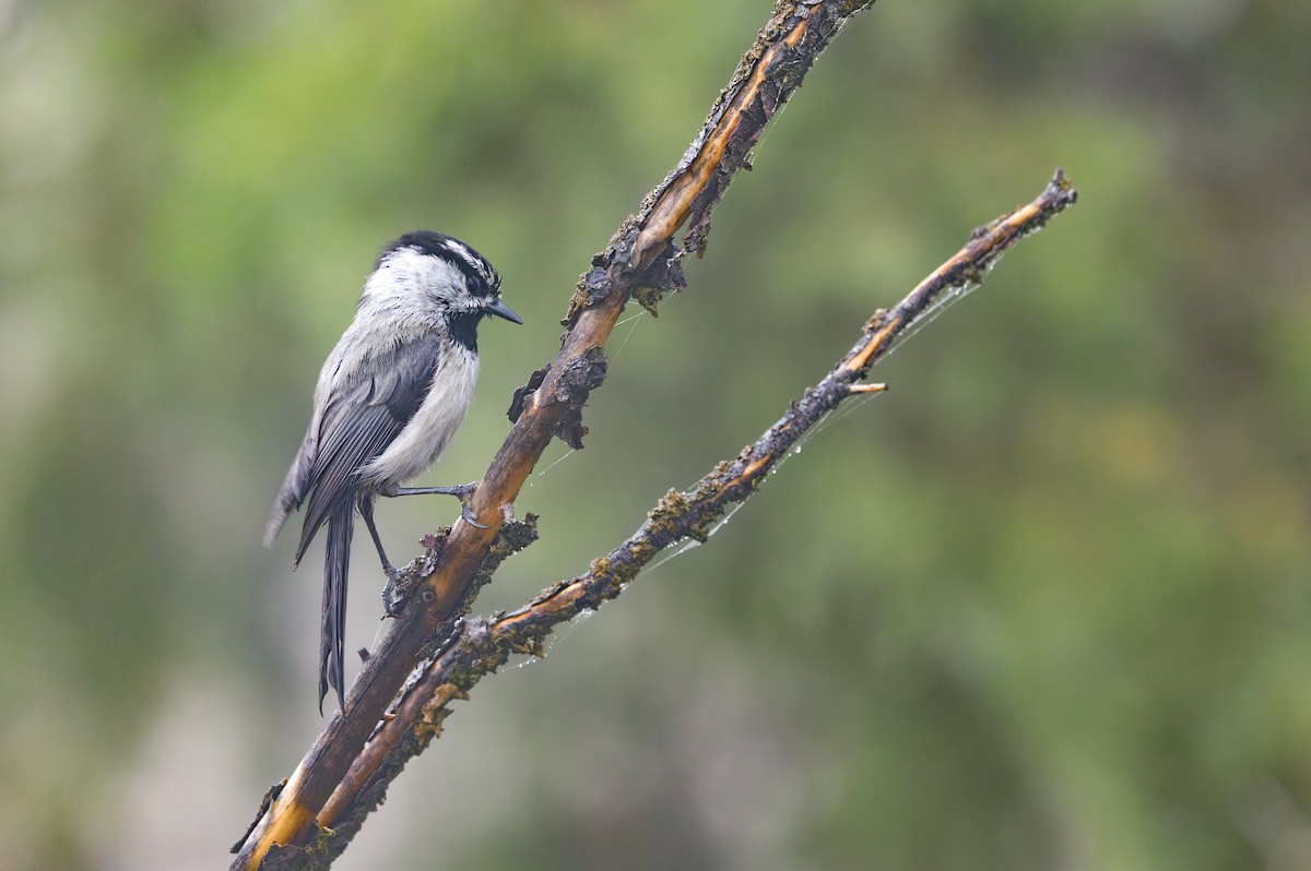 Mountain Chickadee - ML645093255
