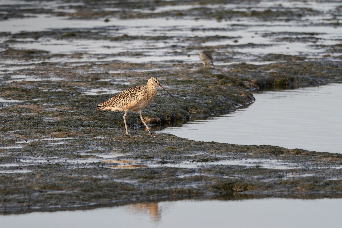 Long-billed Curlew - ML645093272