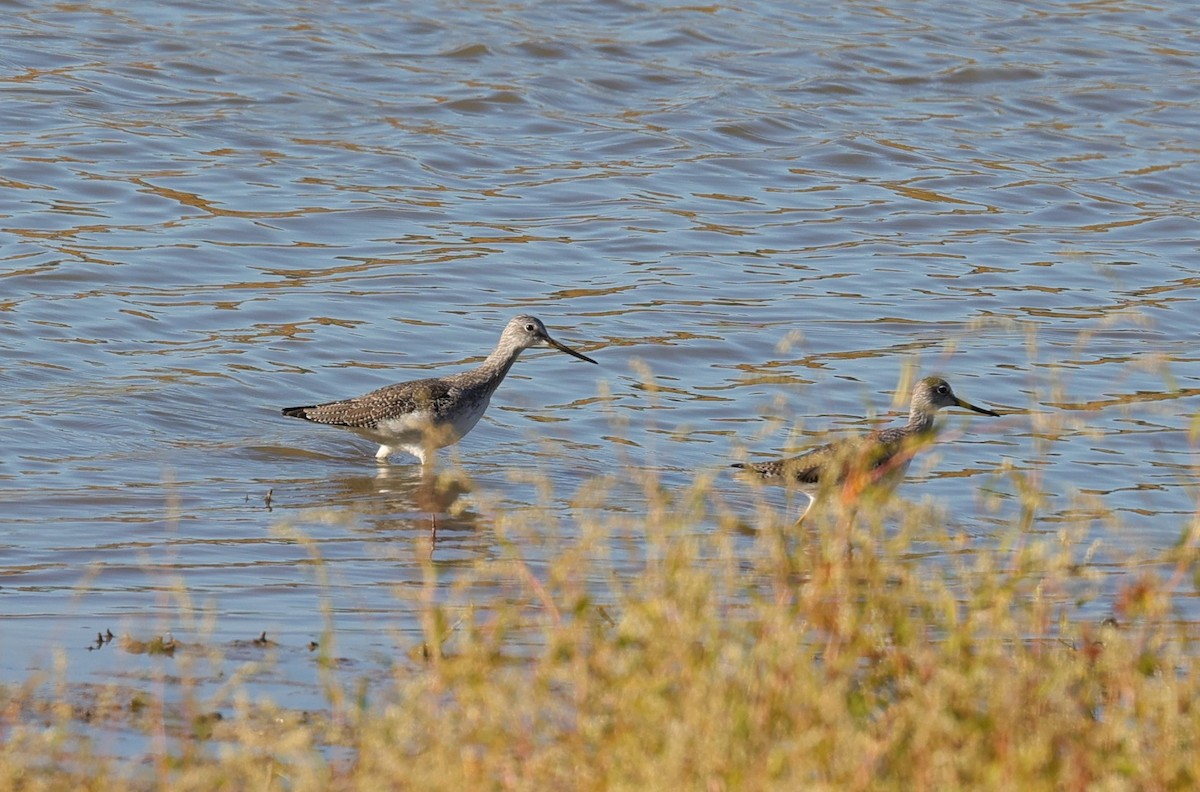 ביצנית צהובת-רגל/עקודה - ML645093273
