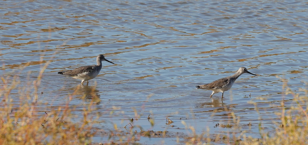 ביצנית צהובת-רגל/עקודה - ML645093274