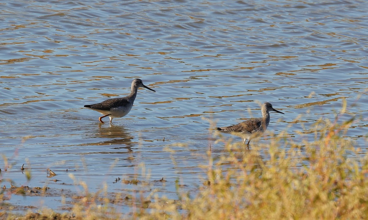 ביצנית צהובת-רגל/עקודה - ML645093275