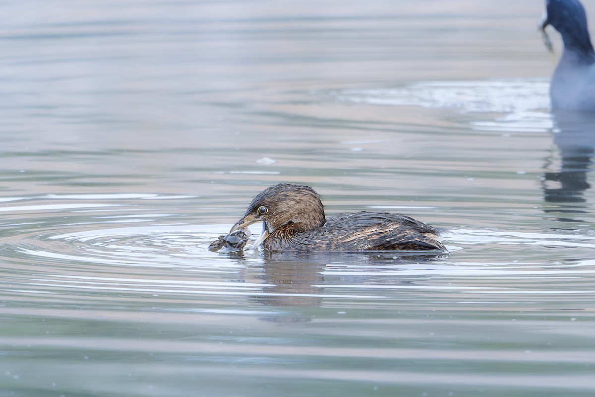Pied-billed Grebe - ML645093280