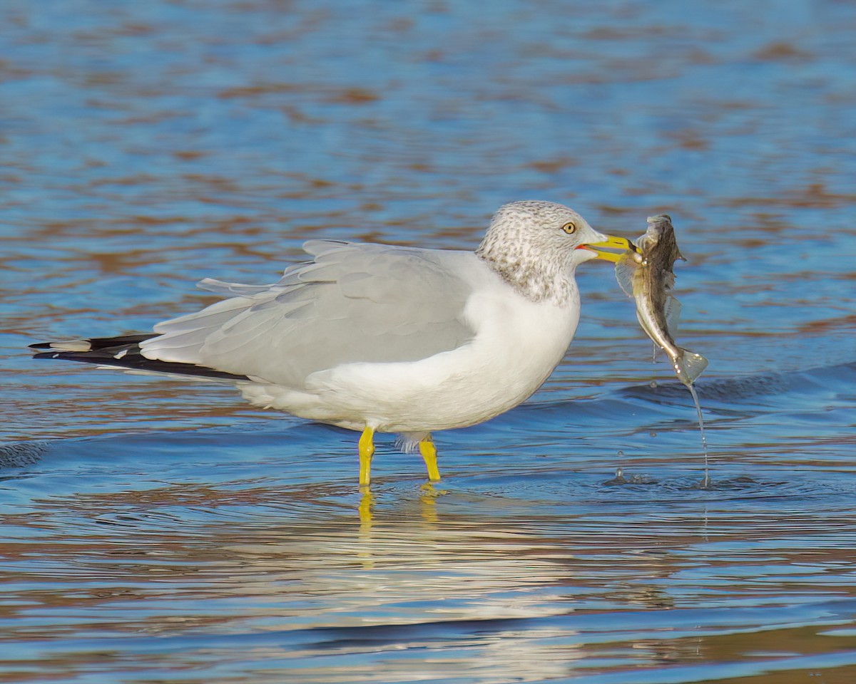 Ring-billed Gull - ML645093283