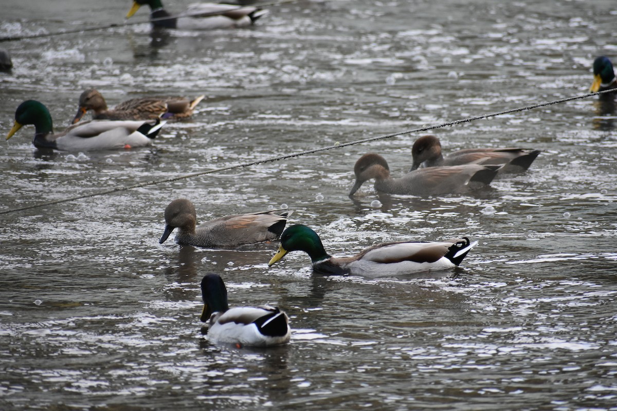 Canard chipeau - ML645093284