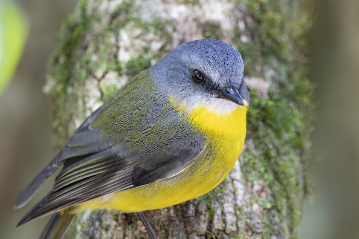 Eastern Yellow Robin - ML645093291