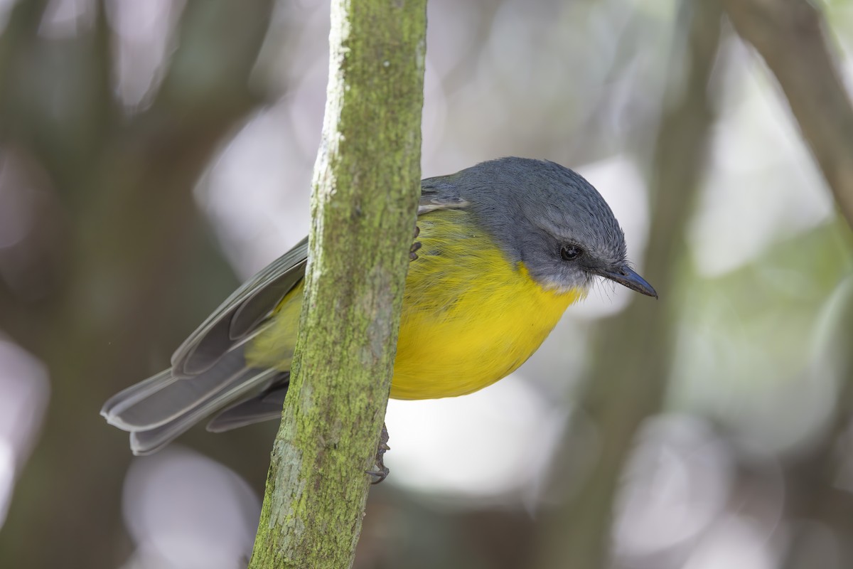Eastern Yellow Robin - ML645093293
