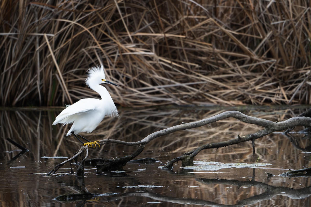 Snowy Egret - ML645093296