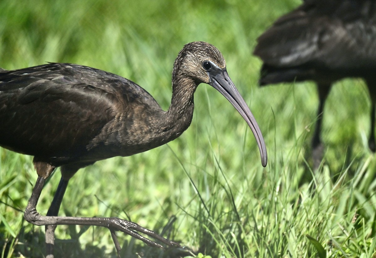 Glossy Ibis - ML645093299