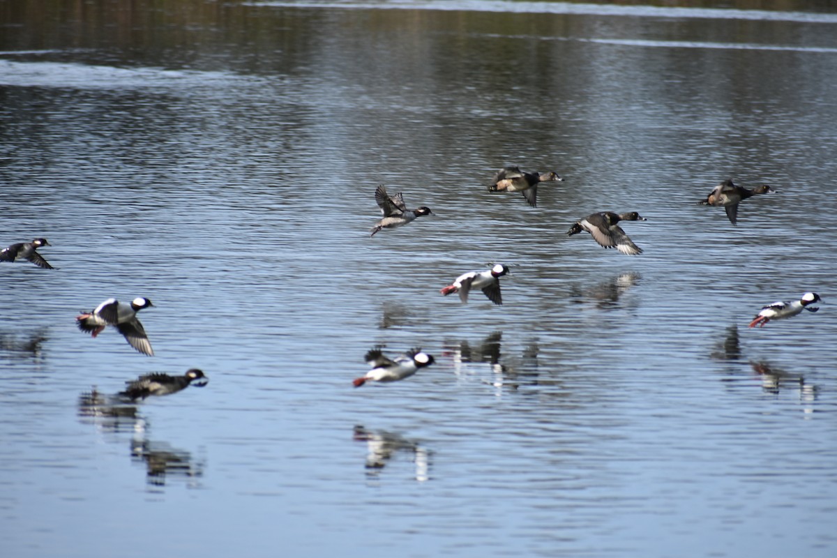 Гоголь-головастик - ML645093305