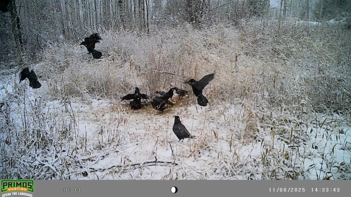 Common Raven - ML645093321