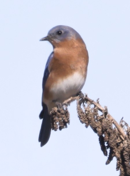 Eastern Bluebird - ML645093323