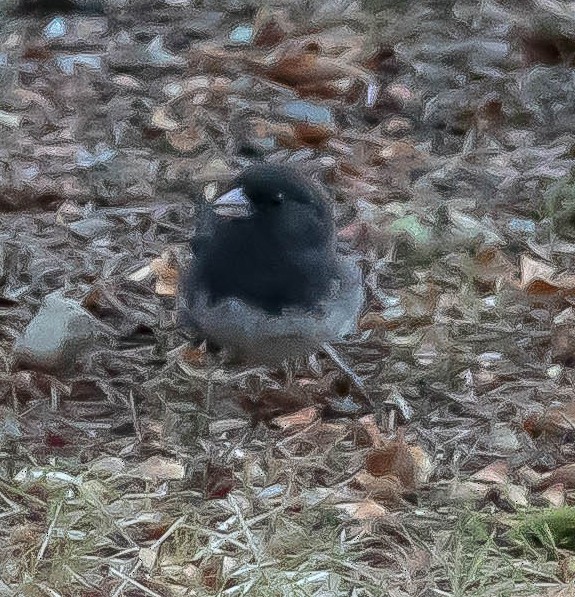 Junco Ojioscuro - ML645093329