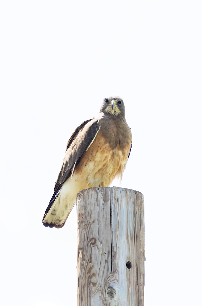 עקב מגוון - ML645093333
