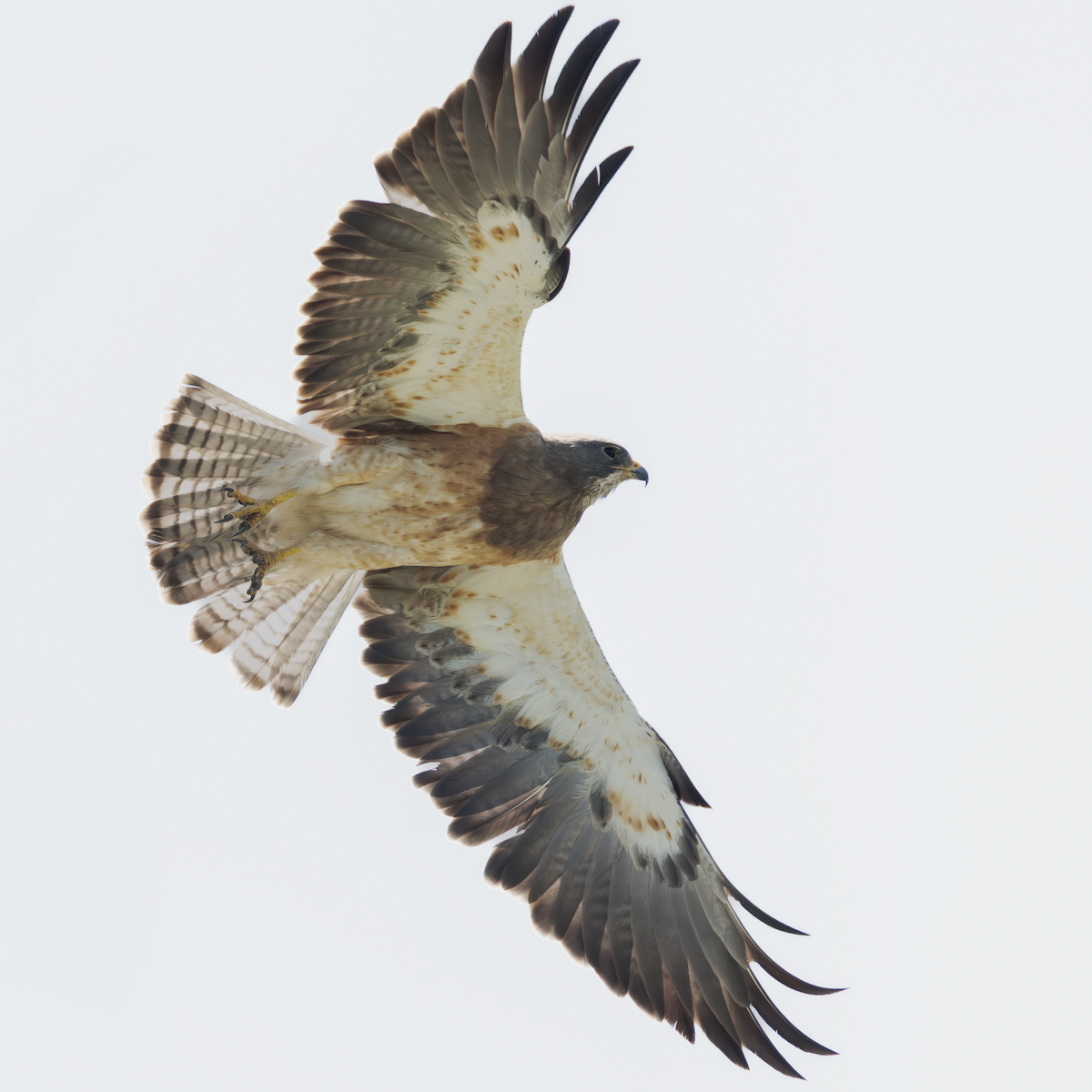 עקב מגוון - ML645093334