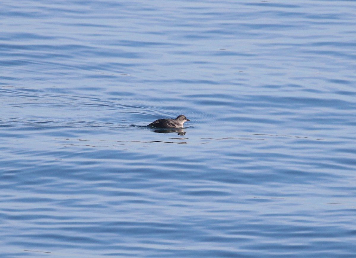 alkoun aleutský - ML645093346