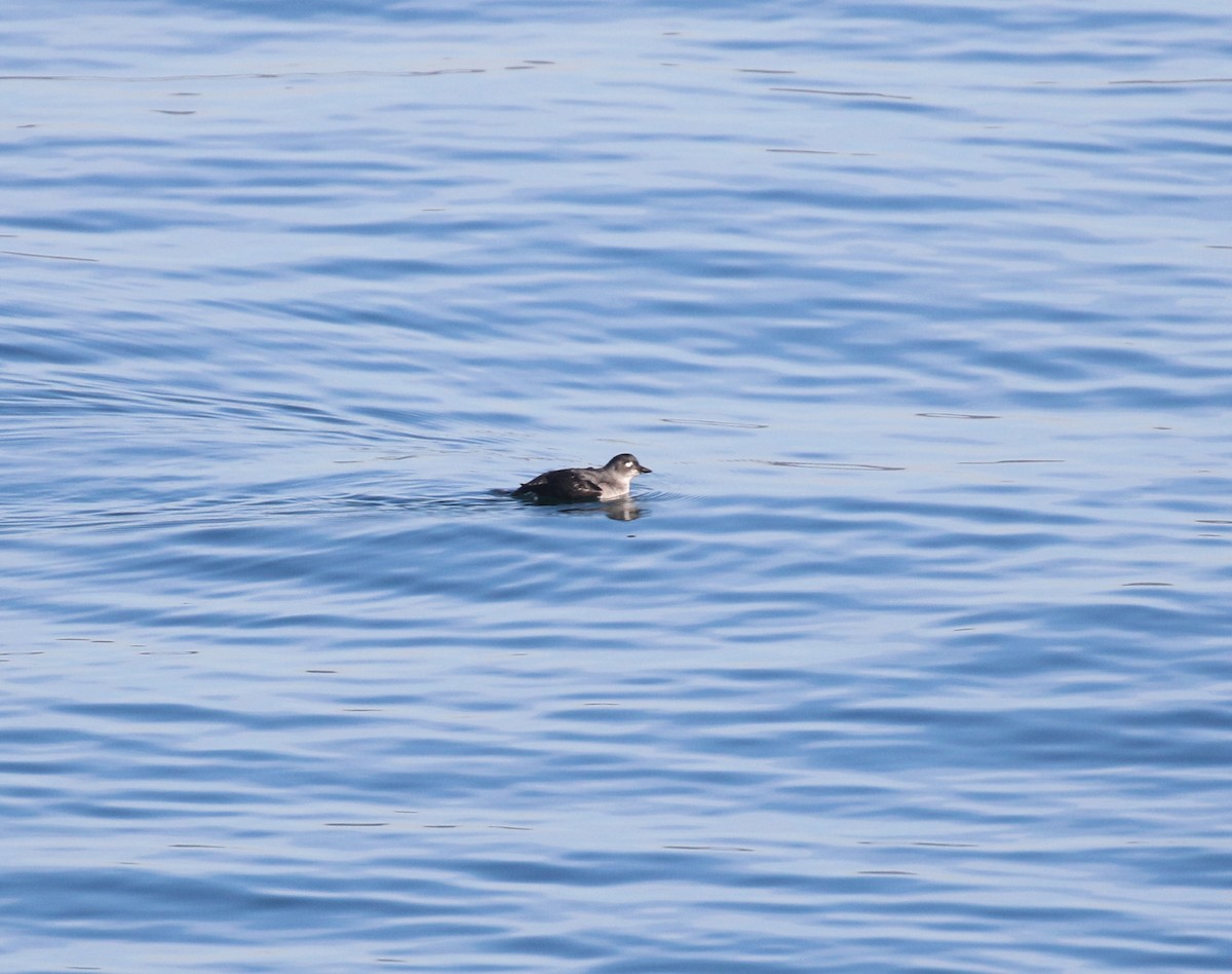 alkoun aleutský - ML645093347