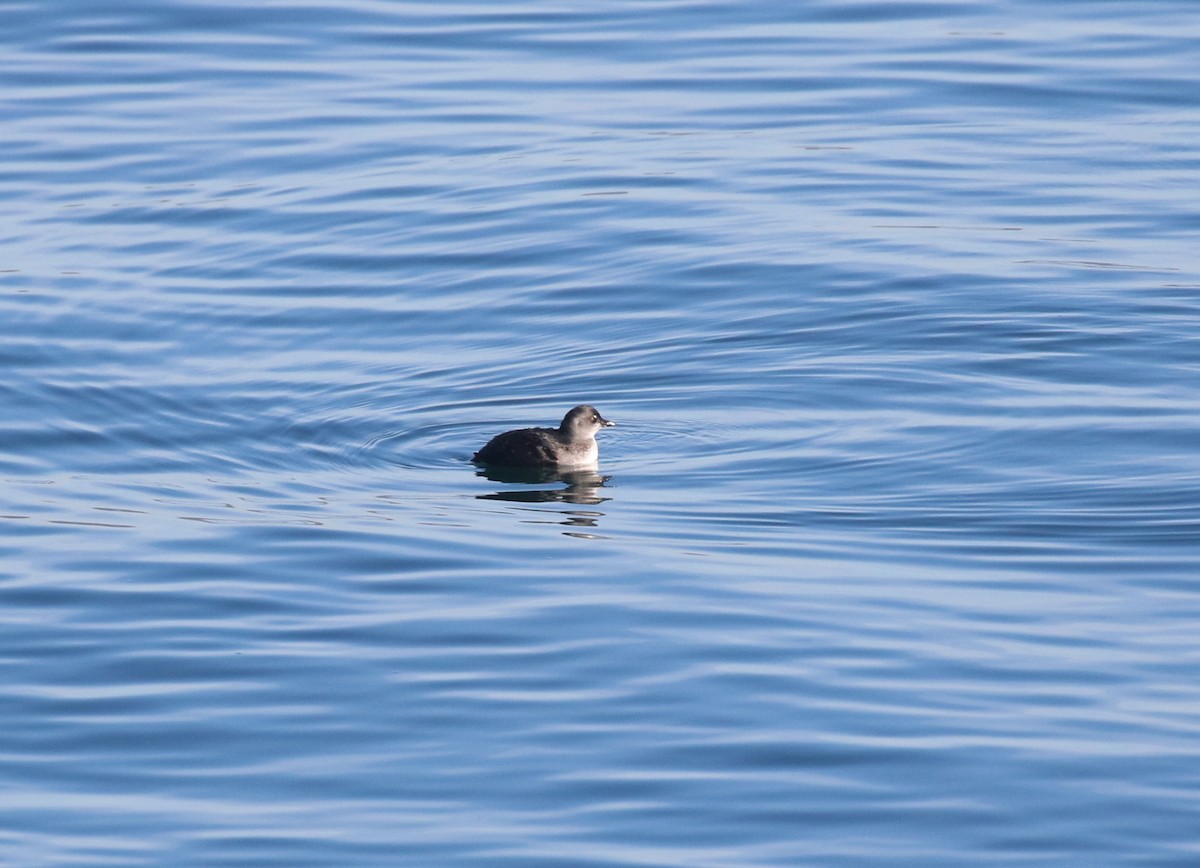 alkoun aleutský - ML645093348