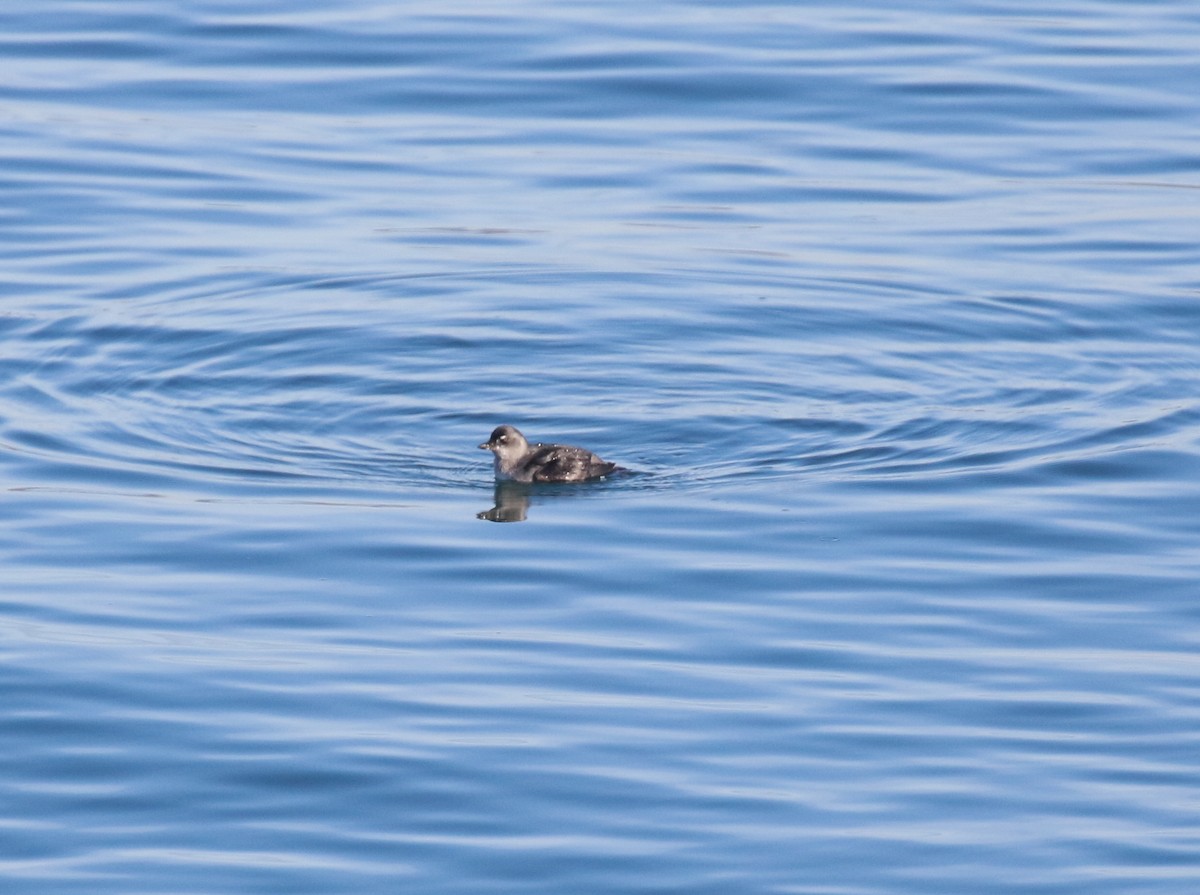 alkoun aleutský - ML645093349