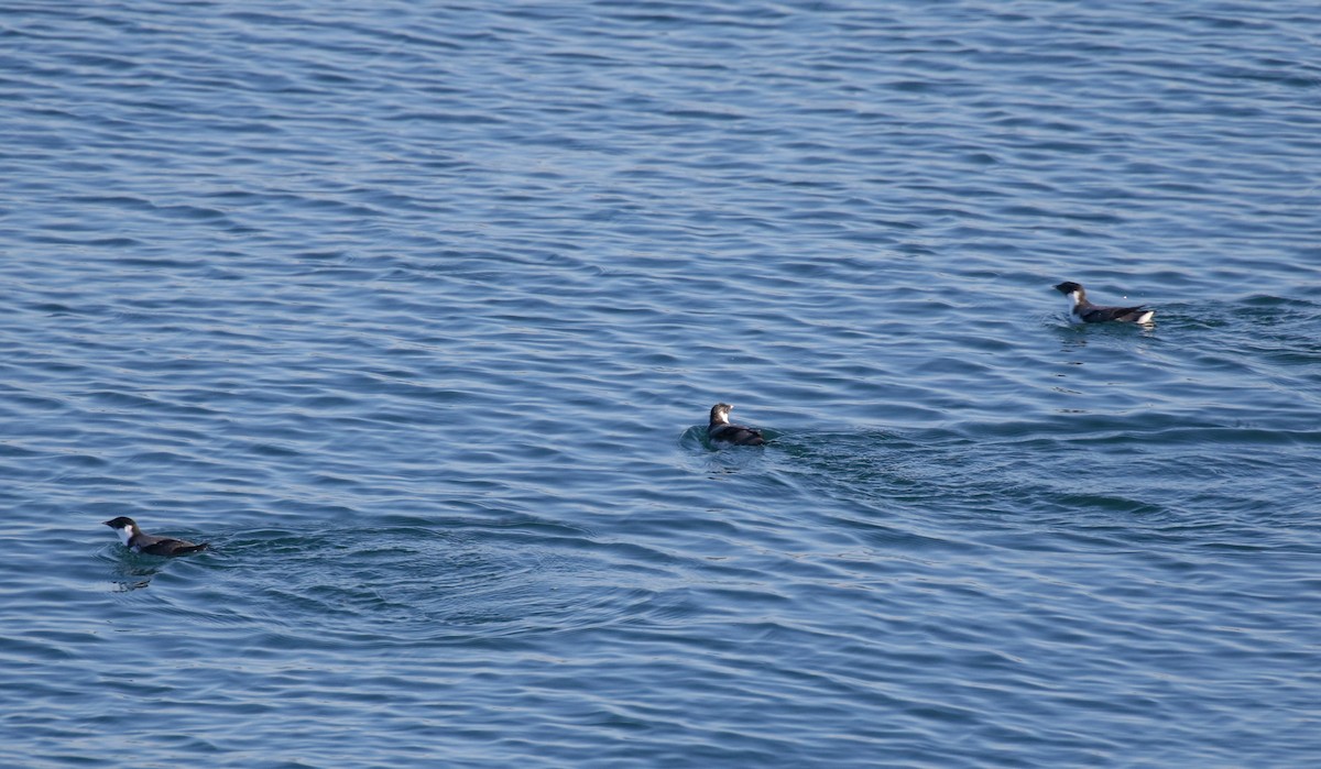 Ancient Murrelet - ML645093363