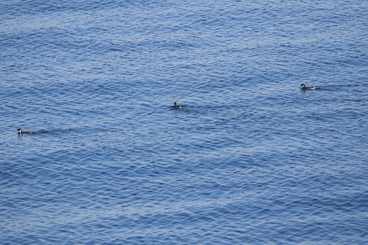 Ancient Murrelet - ML645093365