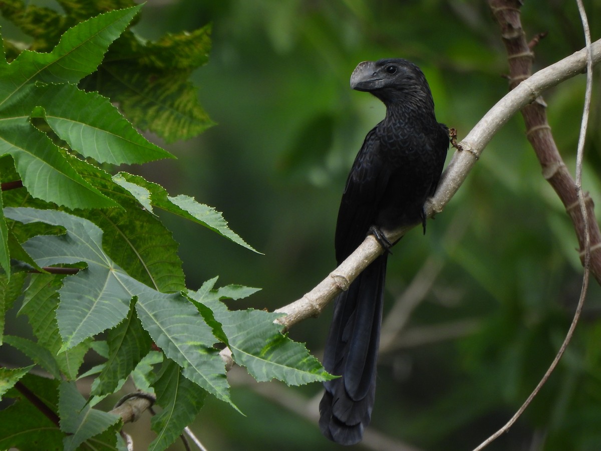 Ані товстодзьобий - ML645093366