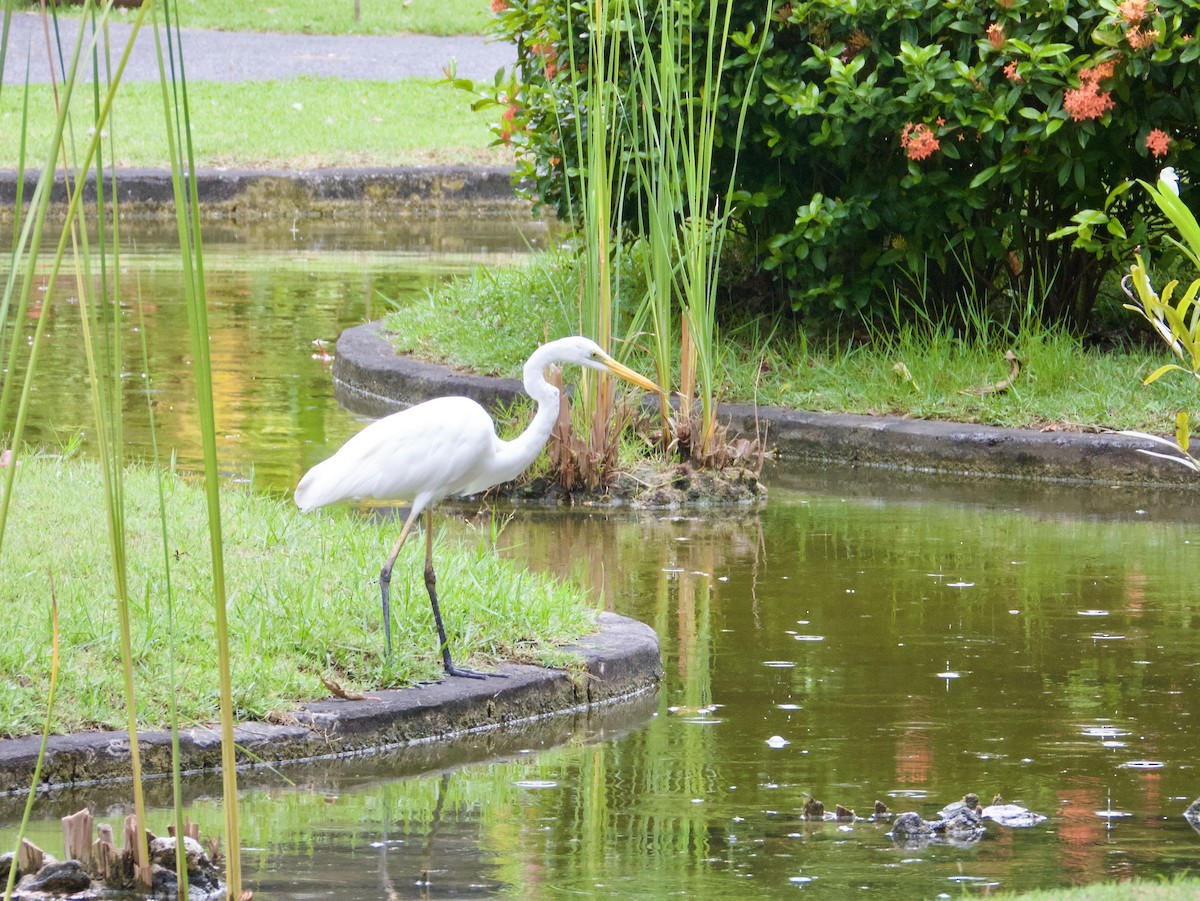 Koartza zuria - ML645093367