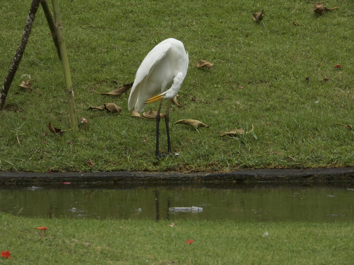 Koartza zuria - ML645093368