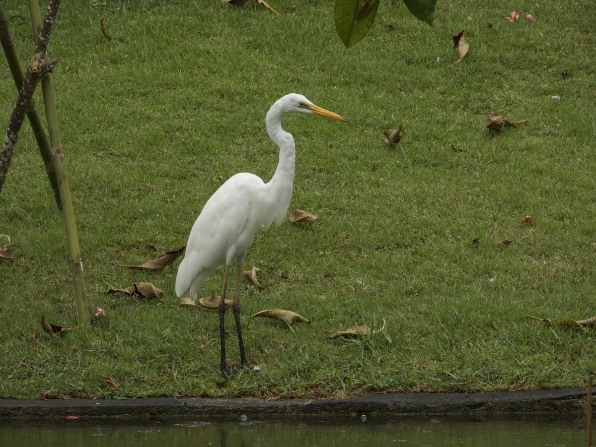 Koartza zuria - ML645093369