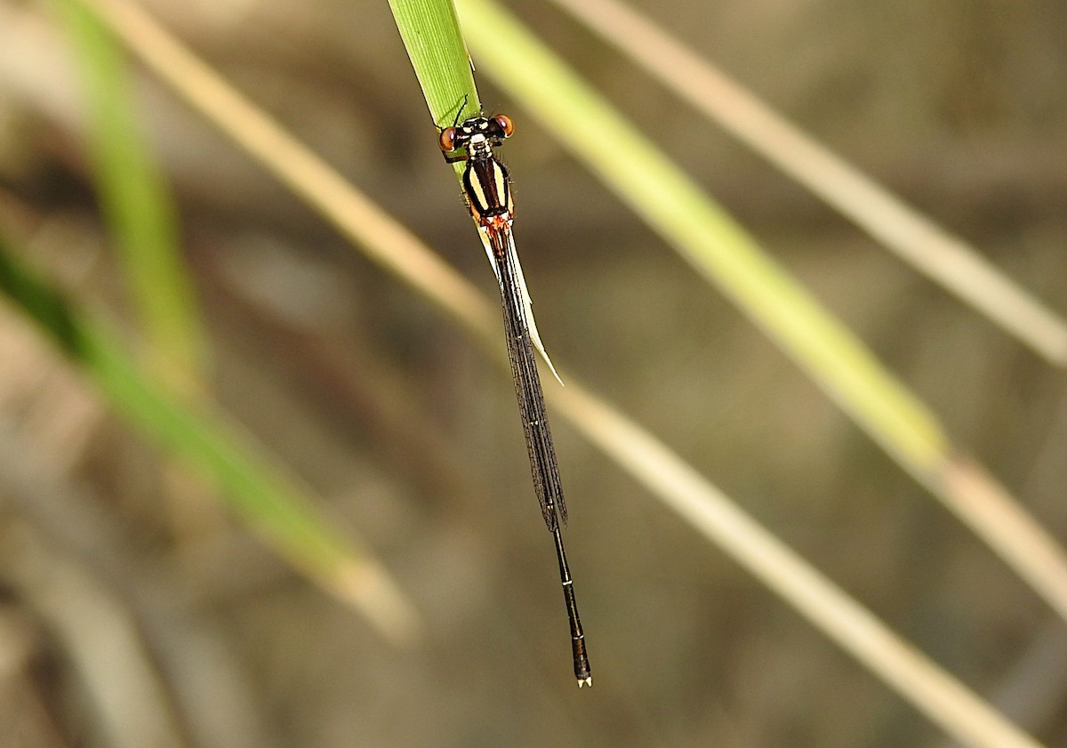 Orange Threadtail - ML645093371