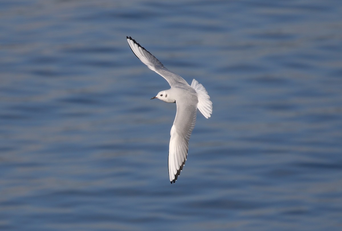 Bonaparte's Gull - ML645093378